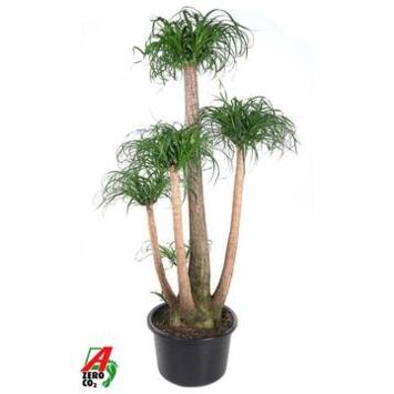 image BEAUCARNEA 3PP