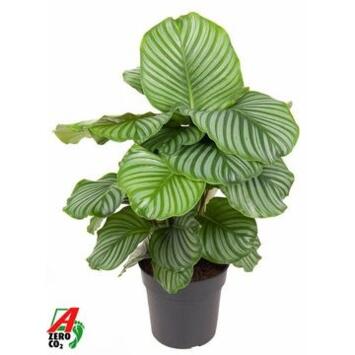 image CALATHEA ORBIFOLIA