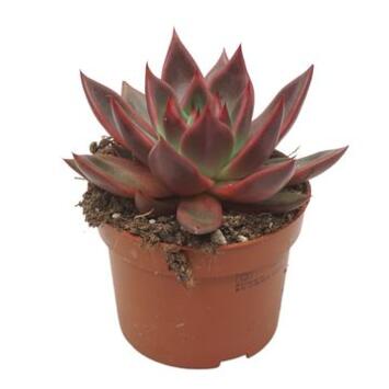 image ECHEVERIA