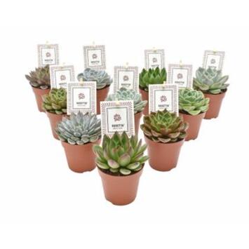image ECHEVERIA ROSETTA