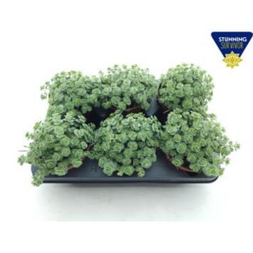 image SEDUM SIEBOLDII