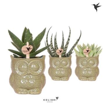 image SUCCULENTE CERAM HIBOU