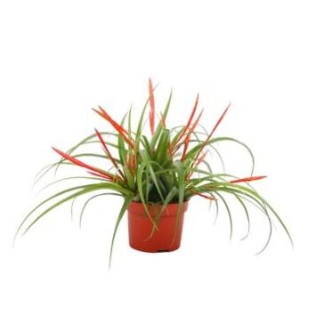 image TILLANDSIA FLABELLATA