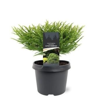 image CRYPTOMERIA LITTLE CHAMPION