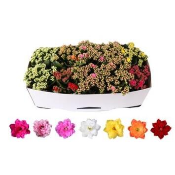 image KALANCHOE FL DBLE VARIES