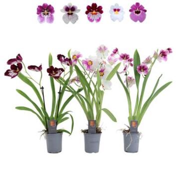 image MILTONIA 2BR VARIE