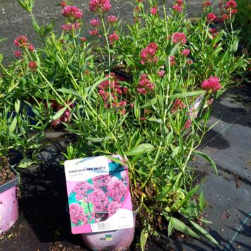 image CENTRANTHUS RUBER COCCINEUS