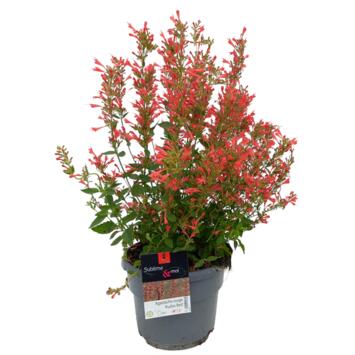 image AGASTACHE KUDOS RED