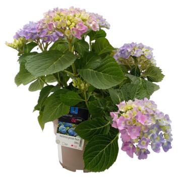 image HORTENSIA MACROPHYLLA BLEU