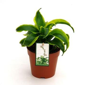 image DRACAENA FRAGRANS TORNADO