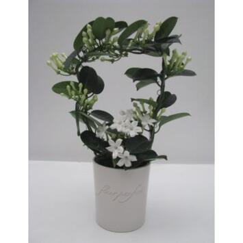 image STEPHANOTIS 9/10GR CERAM