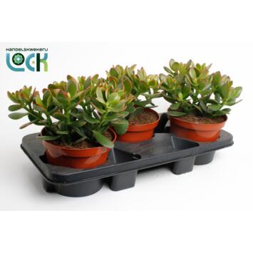image CRASSULA OVATA SUNSET
