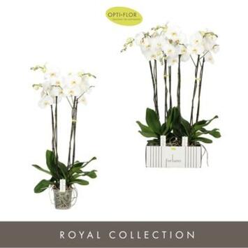 image PHALAENOPSIS 4BR BLANC FORTUNO