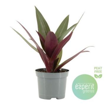 image TRADESCANTIA RHOEO