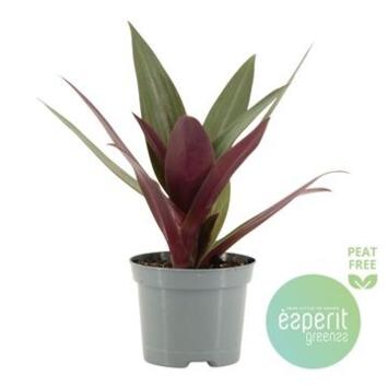 image TRADESCANTIA RHOEO