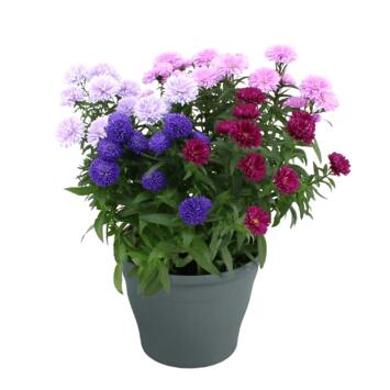 image ASTER SHOWMAKERS