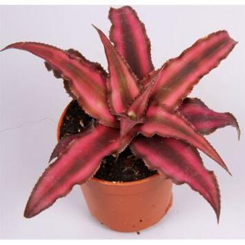 image CRYPTANTHUS RED STAR