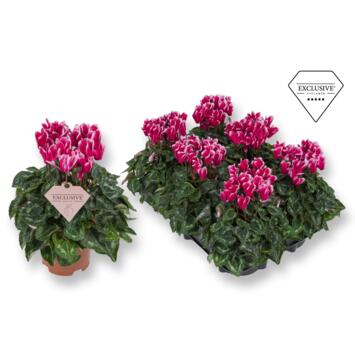 image CYCLAMEN