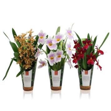 image ORCHIDEE 2BR VARIEES