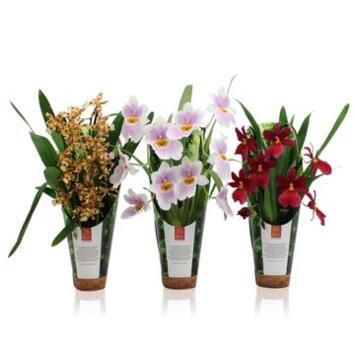 image ORCHIDEE 2BR VARIEES