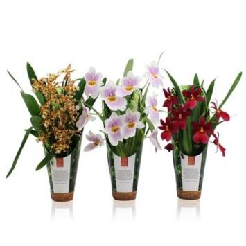 image ORCHIDEE 2BR VARIEES