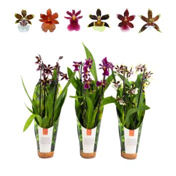 image ORCHIDEE 2BR VARIEES