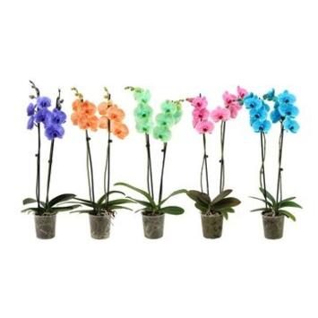 image PHALAENOPSIS 3BR TEINTE