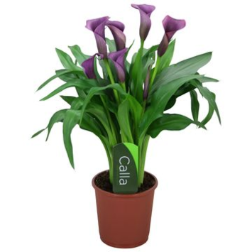 image ARUM PACO