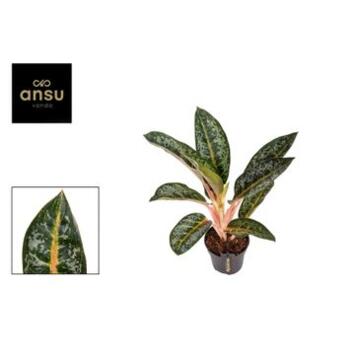 image AGLAONEMA ORANGE FLAME