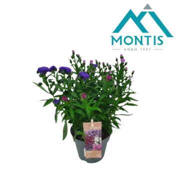 image ASTER SHOWMAKERS