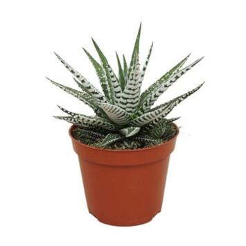 image CACTUS HAWORTHIA ALBA