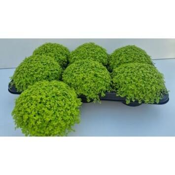 image HELXINE SOLEIROLII AUREA