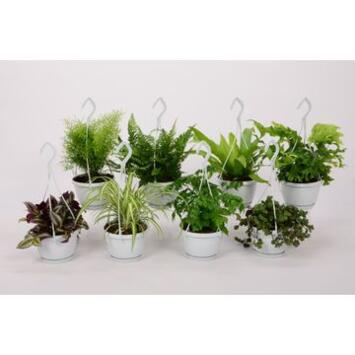 image PLANTE VERTE SUSP