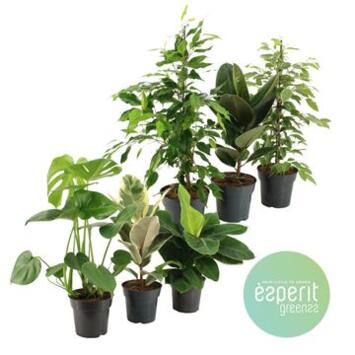 image PLANTES VERTES VARIEES