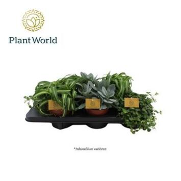 image PLANTES VERTES VARIEES