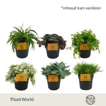 image PLANTES VERTES VARIEES