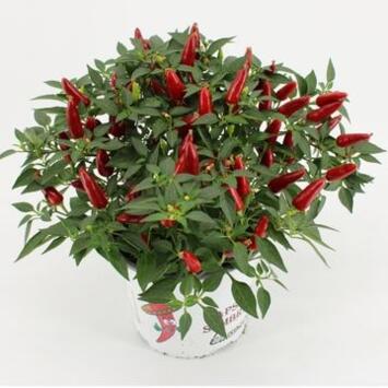 image CAPSICUM SOMBRERO ROUGE