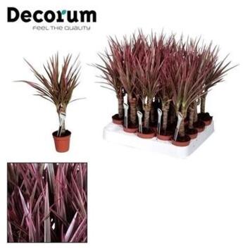 image DRACAENA MARGINATA ROSE TIGE
