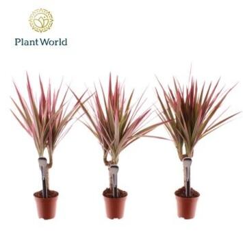 image DRACAENA MARGINATA ROSE TIGE