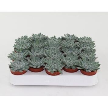 image ECHEVERIA