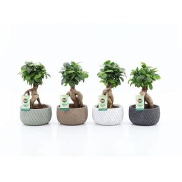 image FICUS GINSENG CERAM
