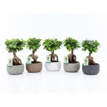 image FICUS GINSENG CERAM