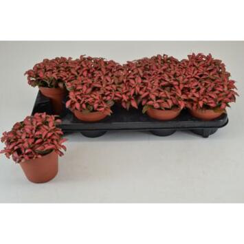 image FITTONIA FOREST FLAME