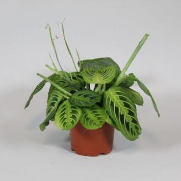 image MARANTA FASCINATOR LEMON LIME