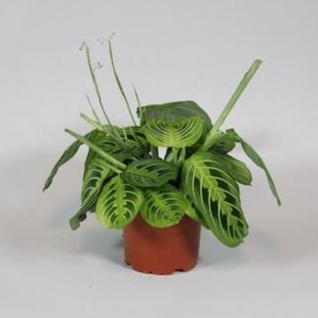 image MARANTA FASCINATOR LEMON LIME