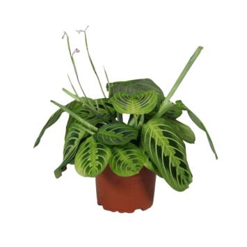 image MARANTA FASCINATOR LEMON LIME