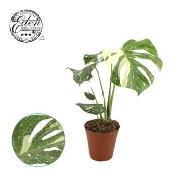 image PHILODENDRON MONSTERA PANACHE