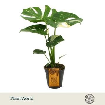 image PHILODENDRON MONSTERA PANACHE