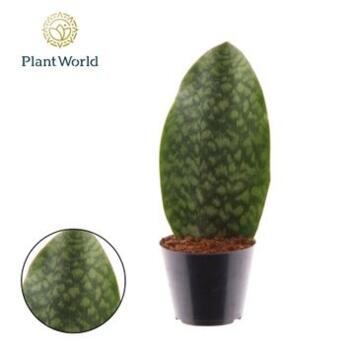 image SANSEVIERIA WHALE