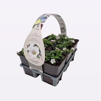 image GYPSOPHILA PACKX6